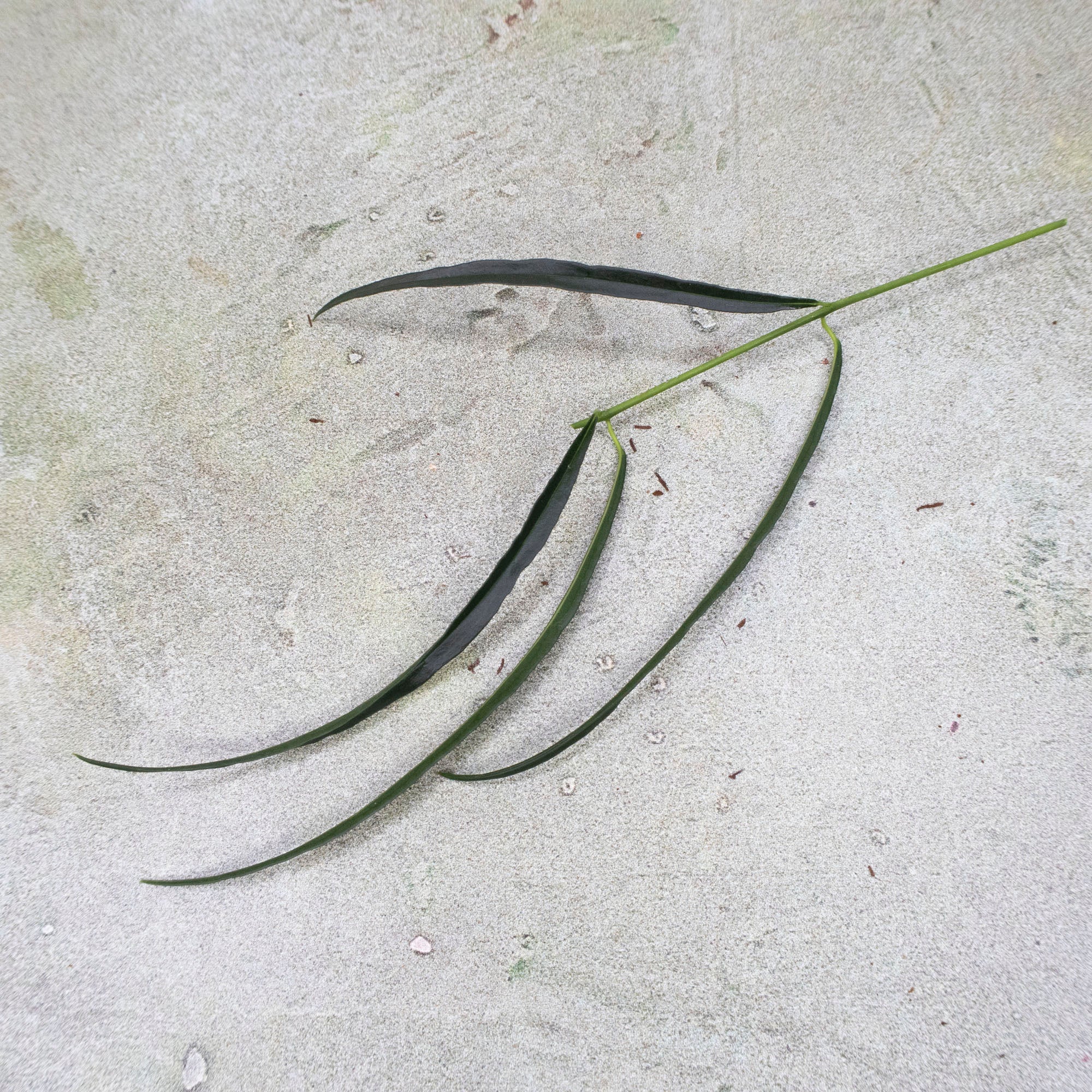 Hoya Stenophylla