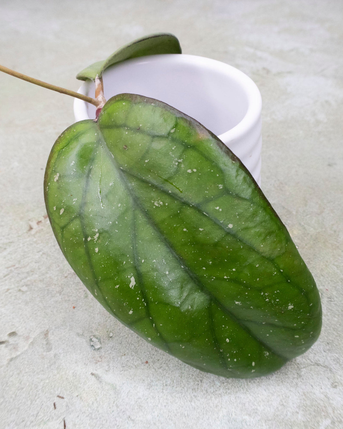 Hoya &