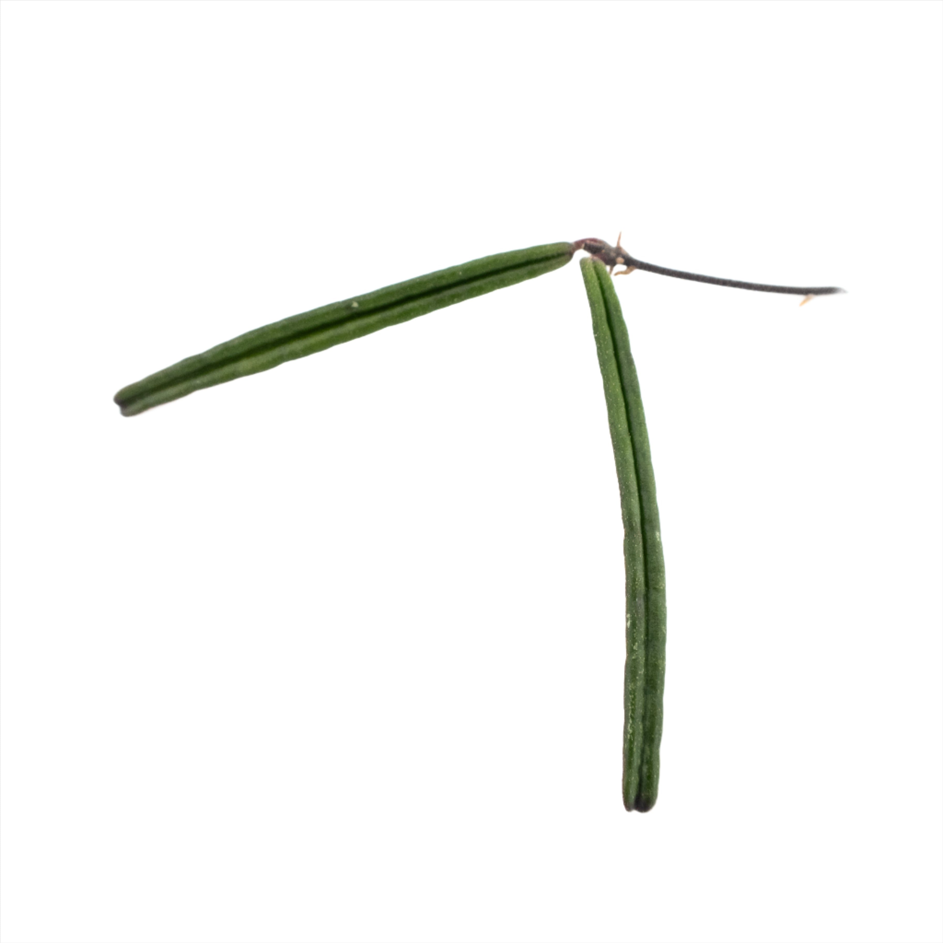 Unrooted cutting of Hoya Insularis