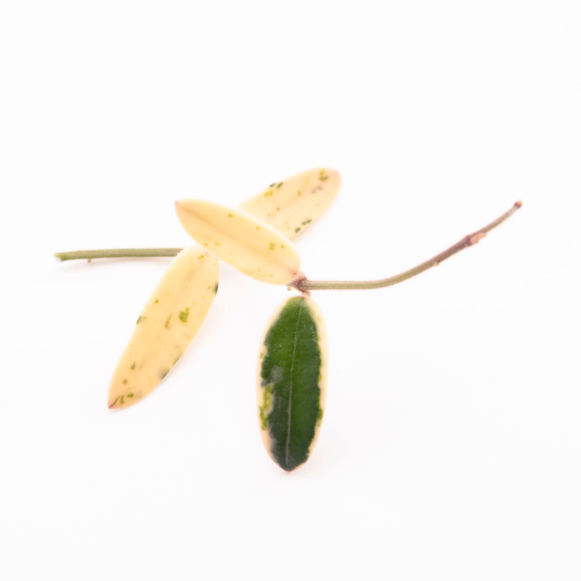 Hoya Lyi Prism