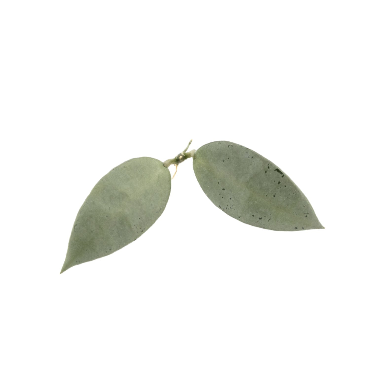 Unrooted cutting of Hoya Lacunosa Moonshine