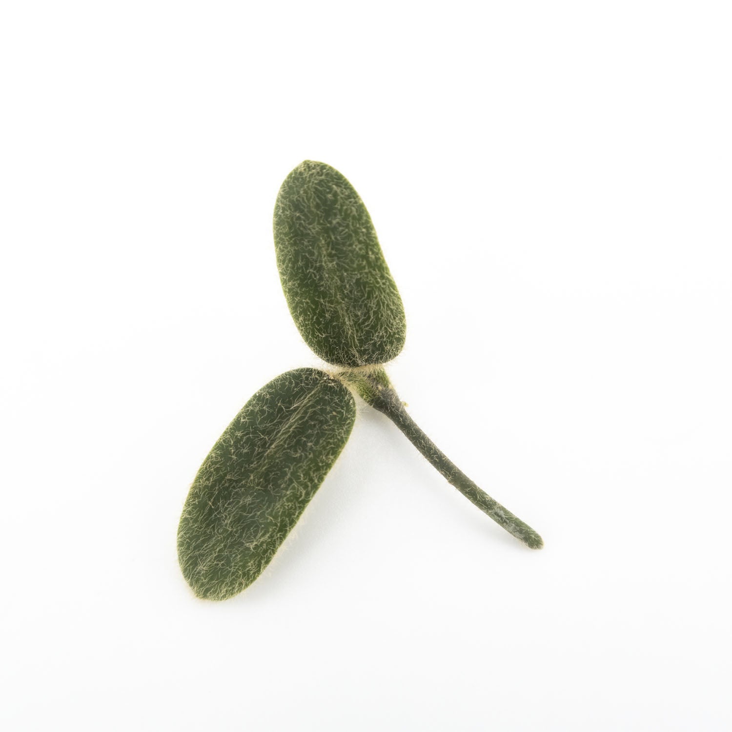Unrooted cutting of Hoya Yuennanensis