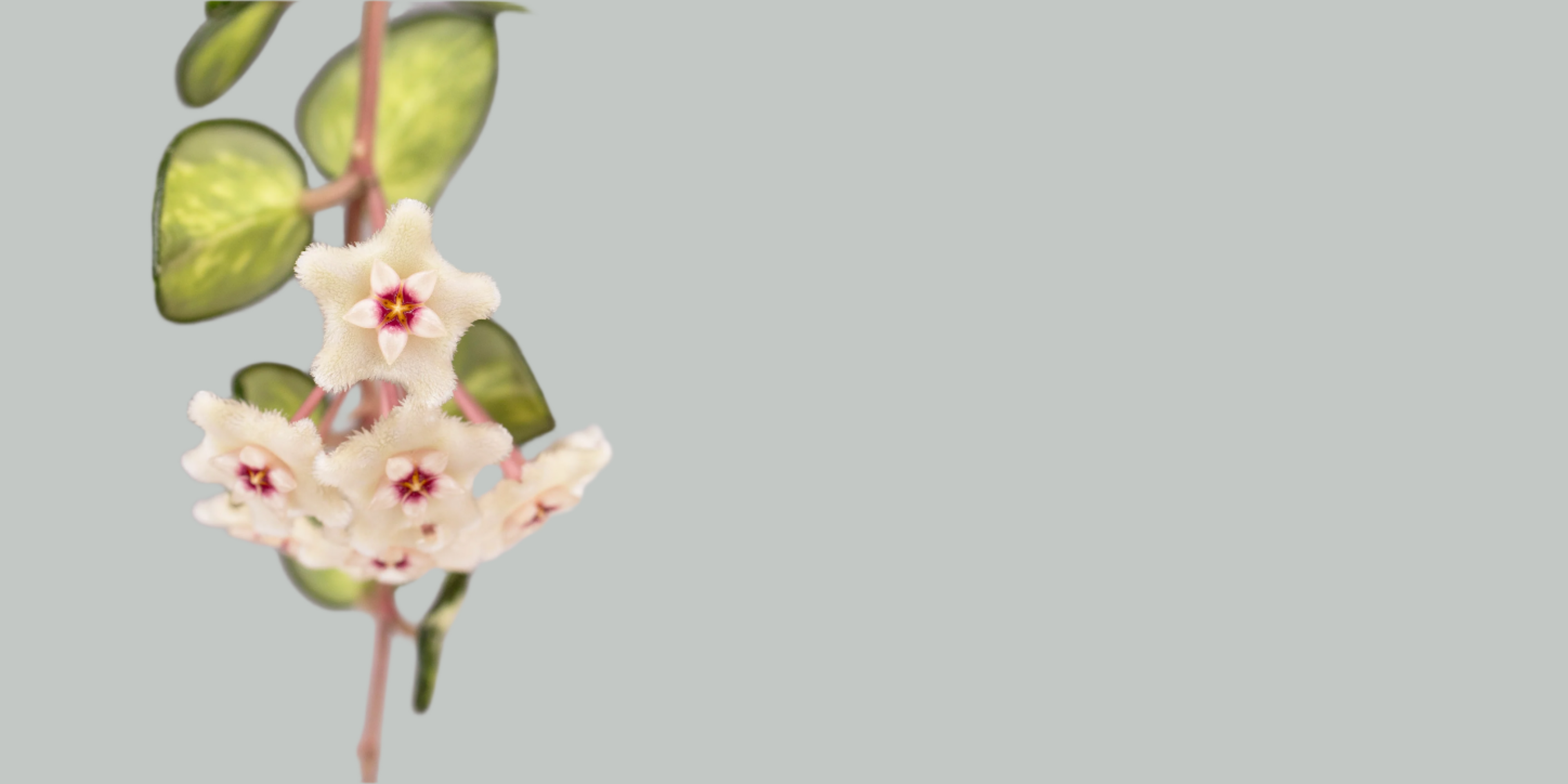 Hoya Mathilde Variegated, Small white flowers with red centers on a branch against a blurred background