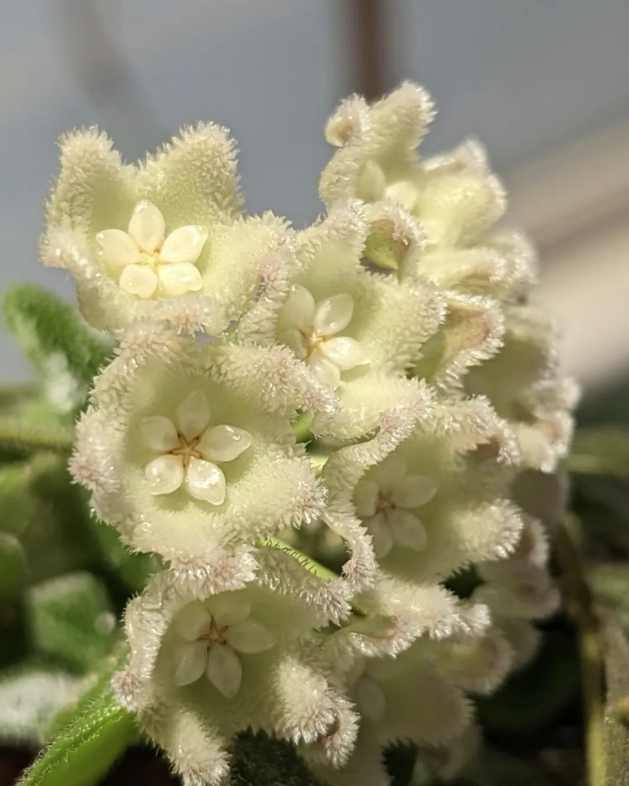 Hoya aff Tengchongensis Blooms