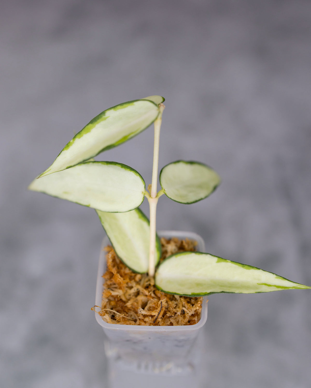 Hoya burmanica (Variegated)