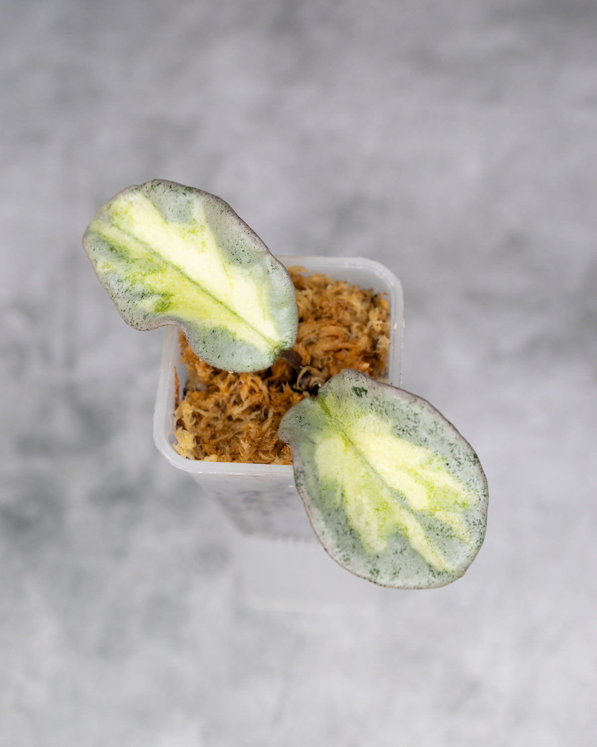 Hoya carnosa &