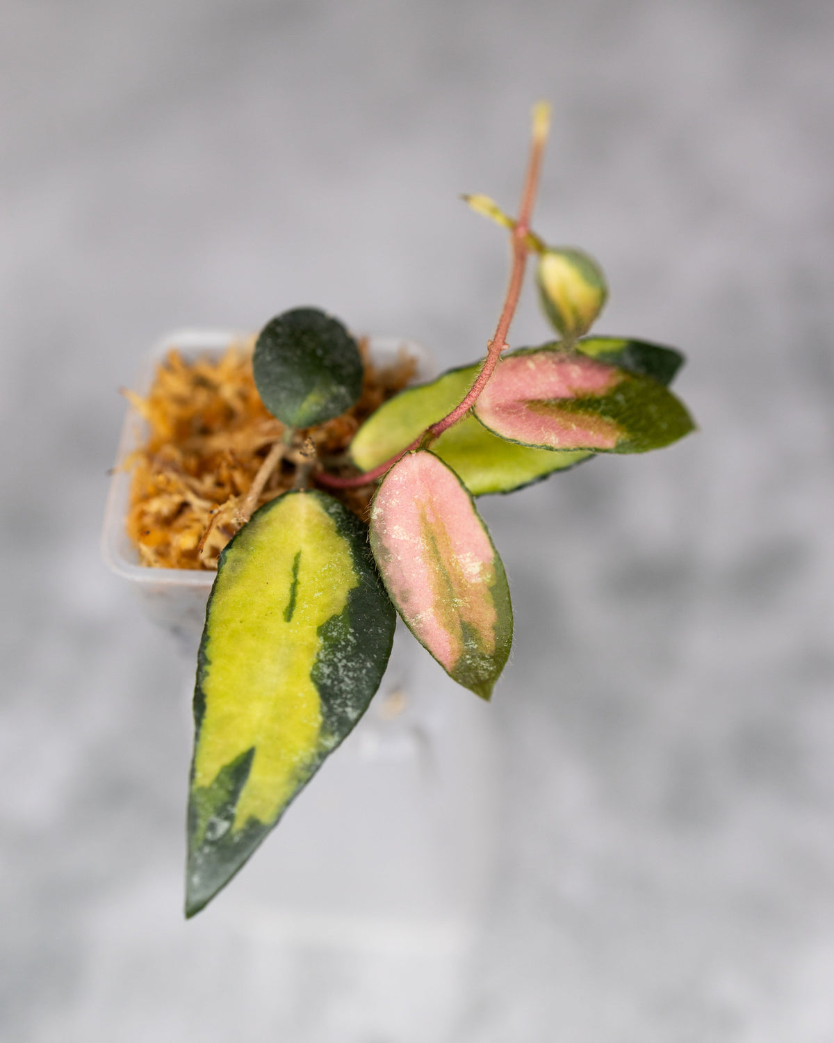 Hoya caudata (Variegated)