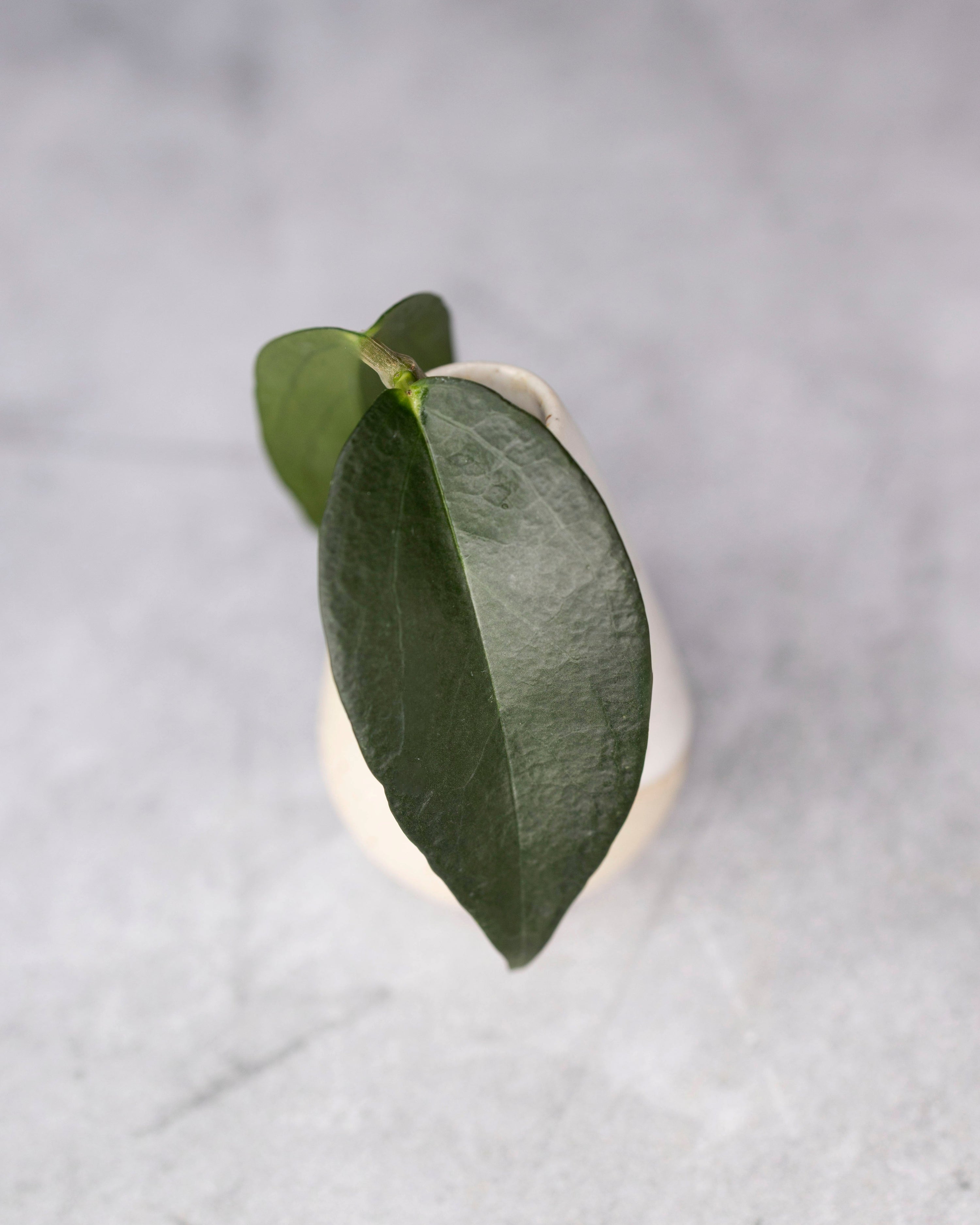 Green leaf on a white ceramic plate with a blurred gray background