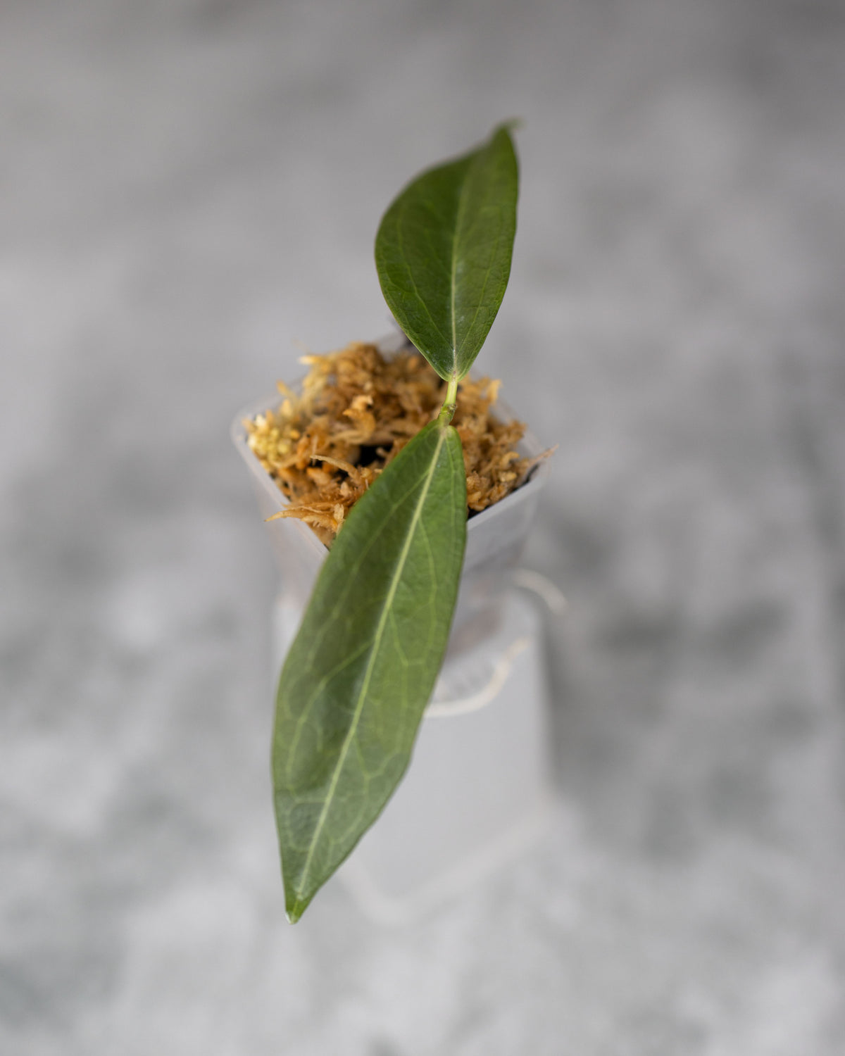 Hoya chloroleuca