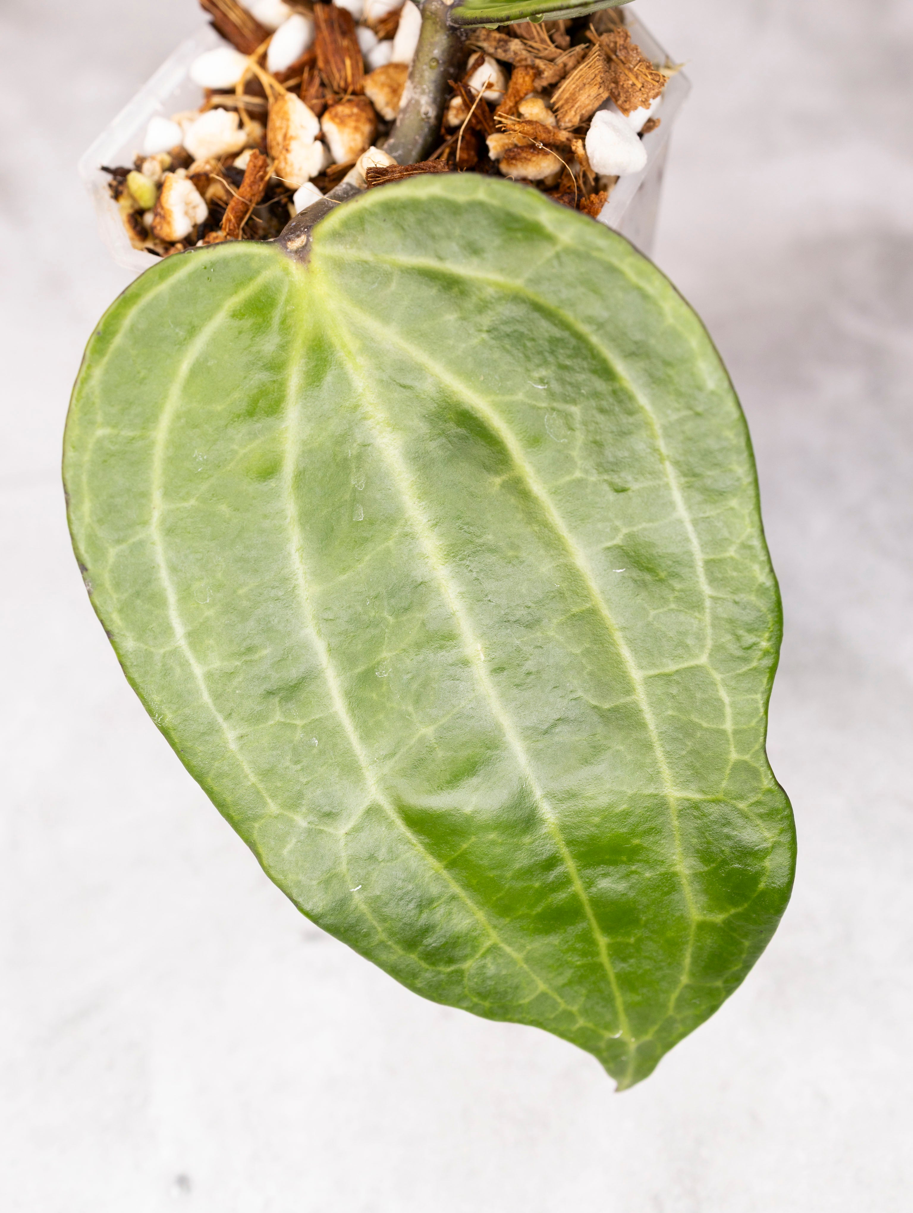 Hoya latifolia &