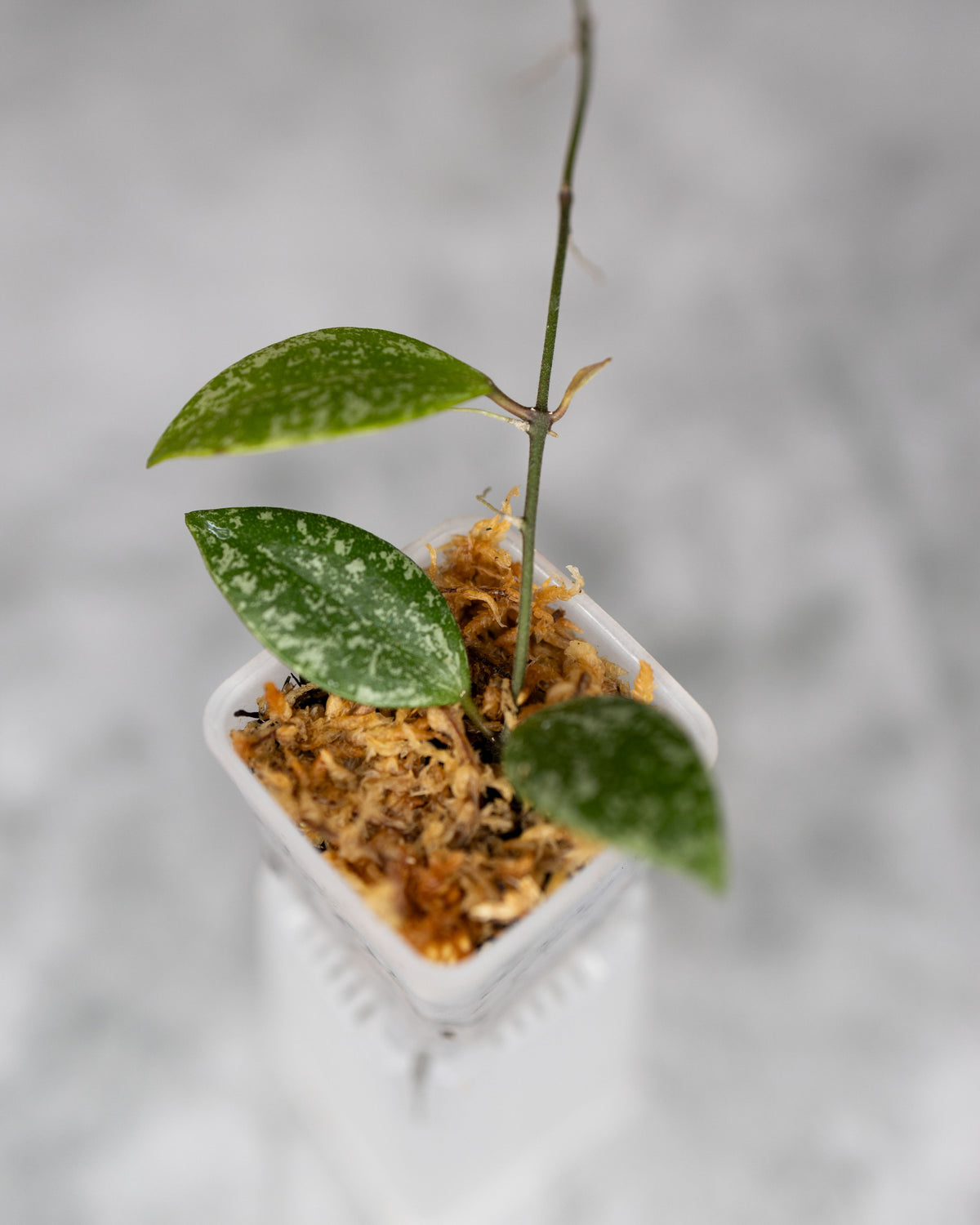 Hoya sp. Cianjur (Splash)