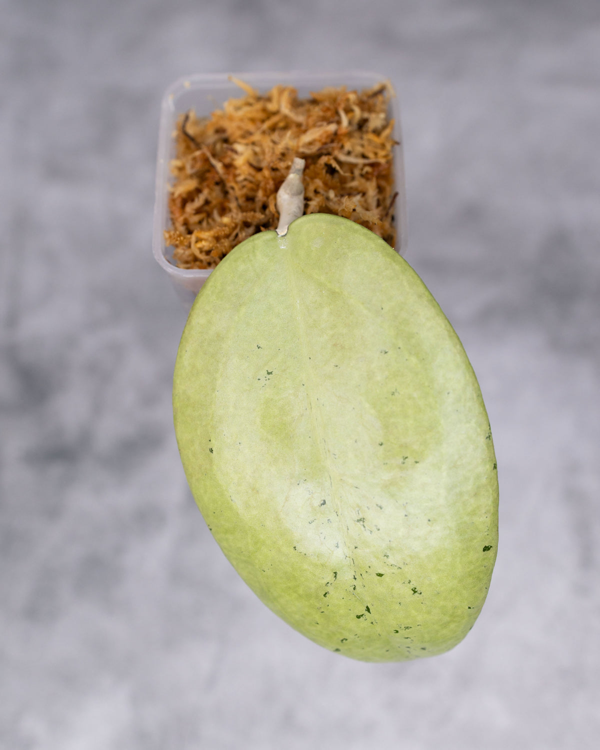 Hoya sp. (Menak Sopal, silver)