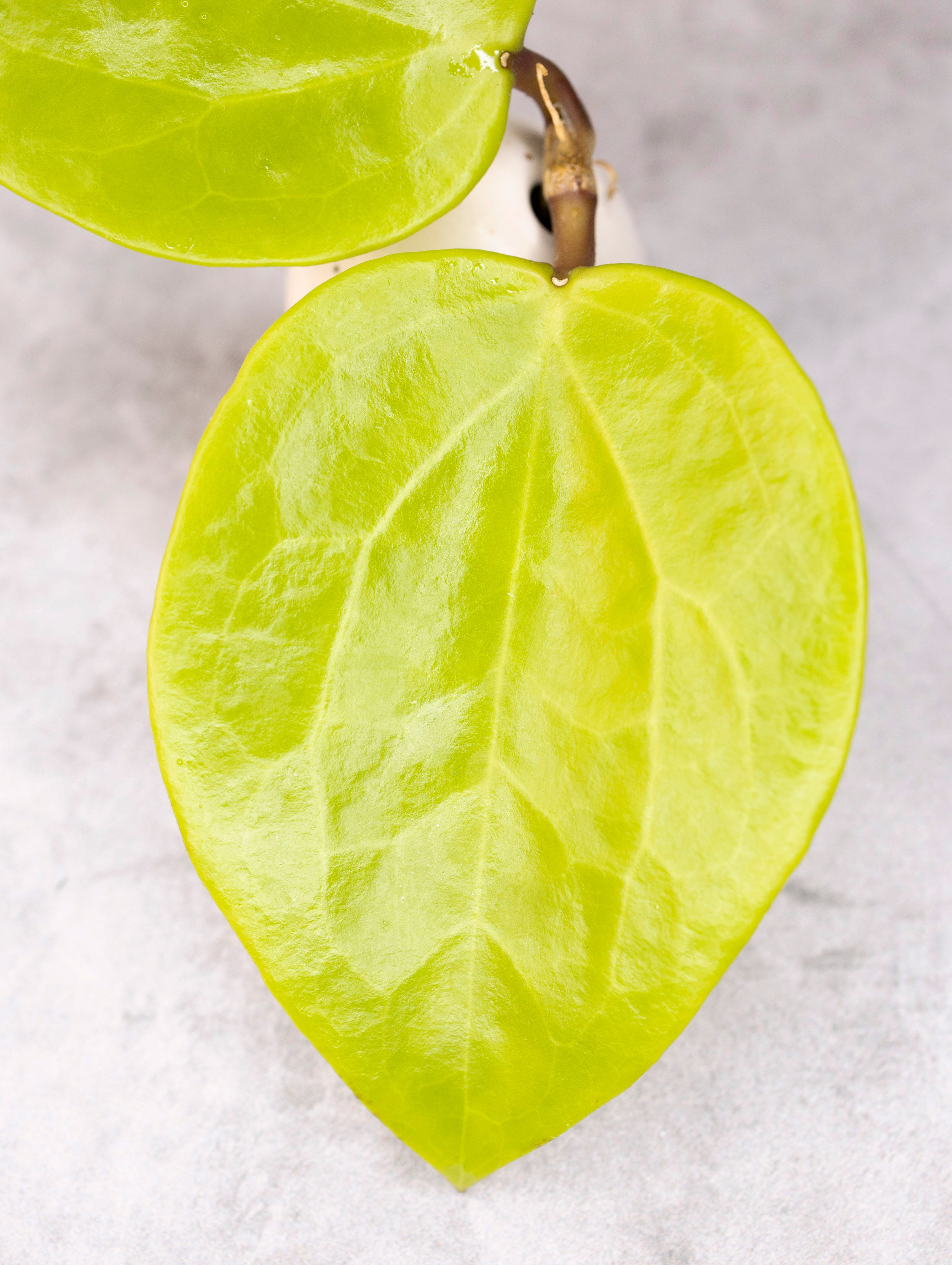 Hoya surigaoensis