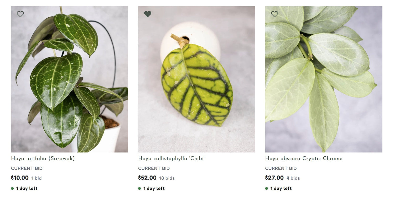 Hoya plants listed for auction on hoyacuttings.com. Hoya callistophylla Chibi, Hoya latifolia Sarawak, Hoya Obscura Cryptic Chrome.