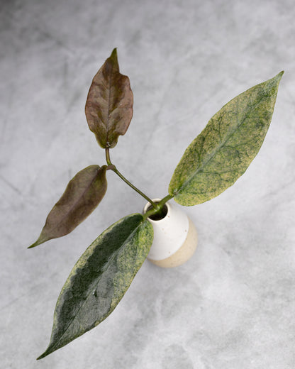 Hoya archboldiana (Albomarginata)