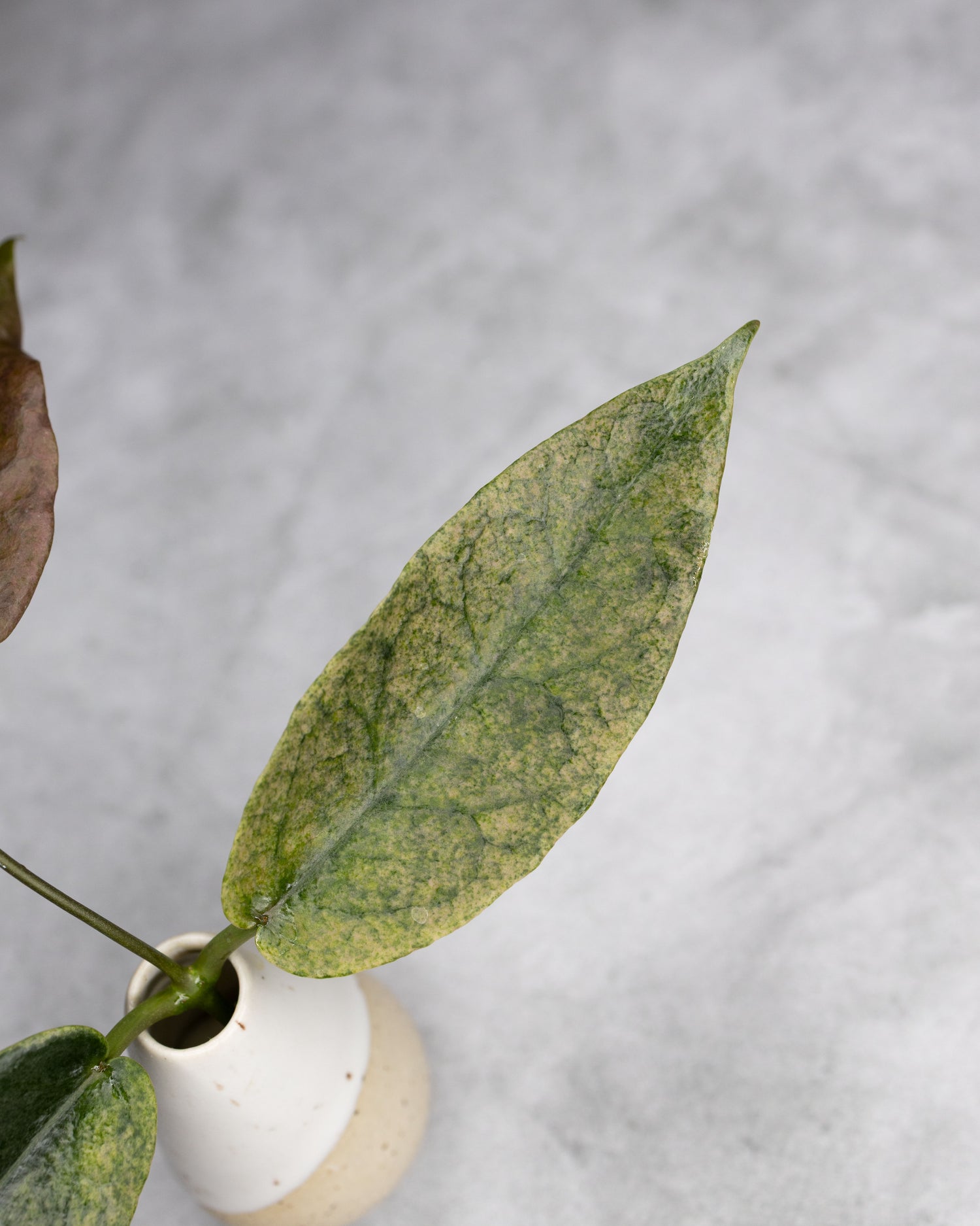 Hoya archboldiana (Albomarginata)