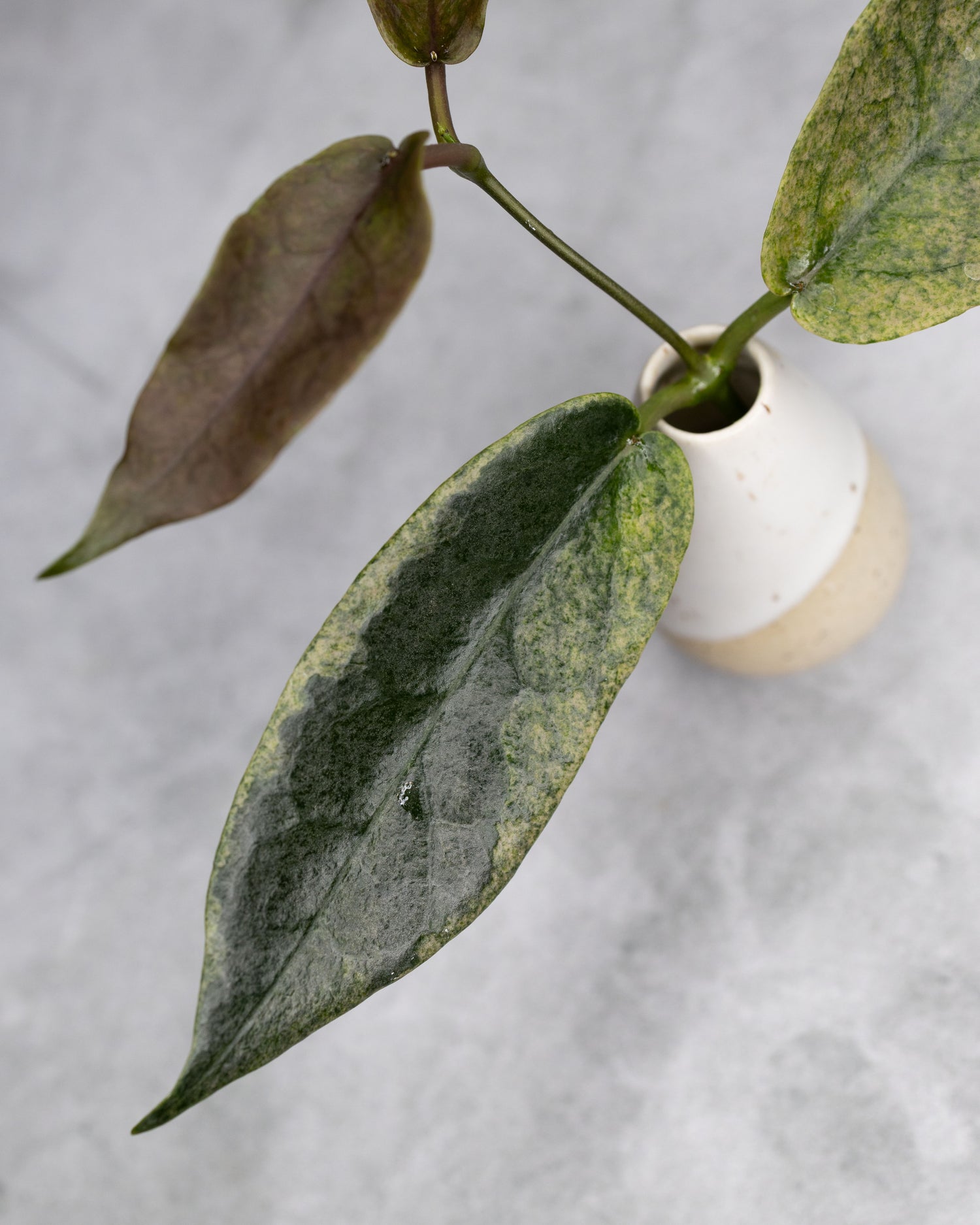 Hoya archboldiana (Albomarginata)