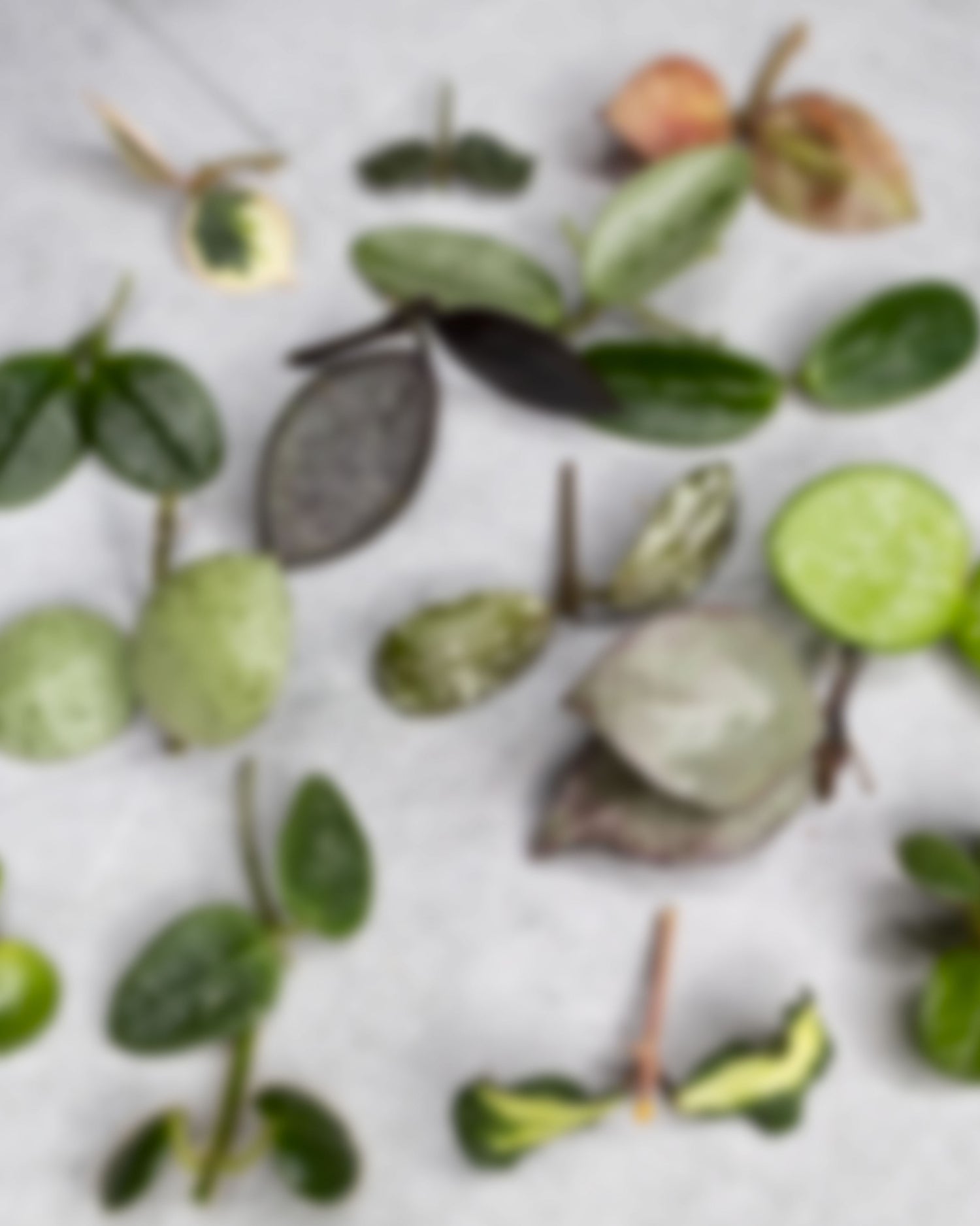 Grower’s Choice: 5 Small-Leaf Hoya Cuttings