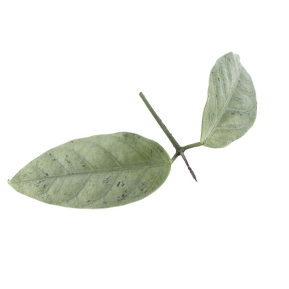 Hoya Coriacea (Silver)