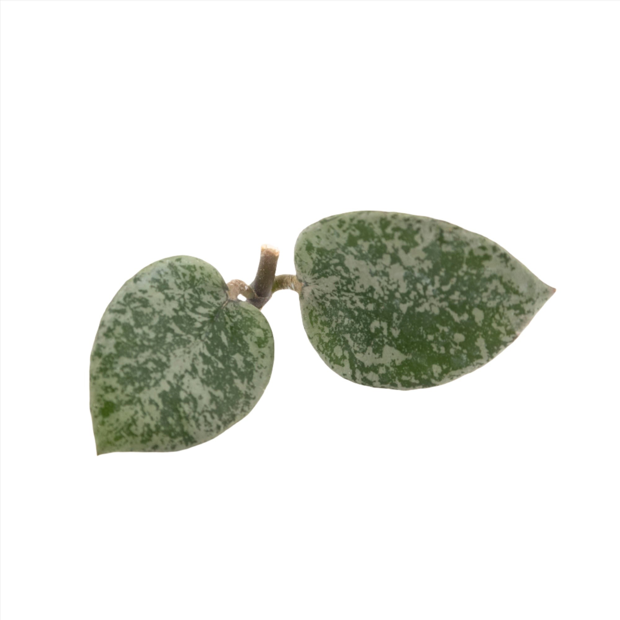 Unrooted cutting of Hoya Lacunosa Gayung