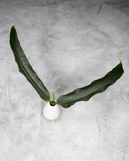 A pair of long, dark green, wavy leaves arranged symmetrically in a small white ceramic vase on a textured gray concrete surface.