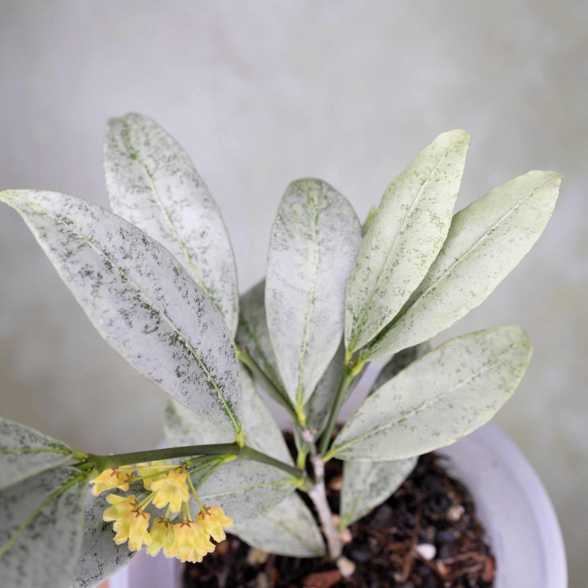  Hoya Amicabilis Silver