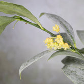  Hoya Amicabilis Silver