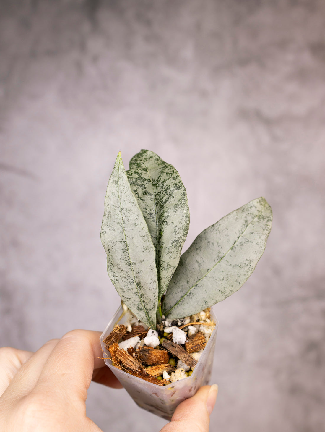 Hoya Amicabilis Silver