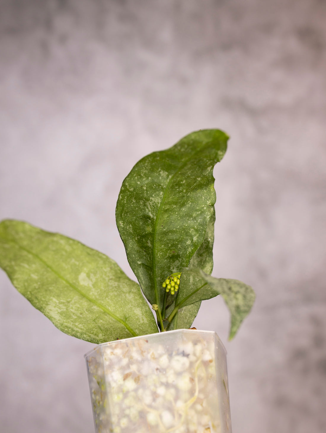Hoya Amicabilis Silver