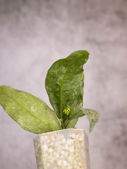 Hoya Amicabilis Silver