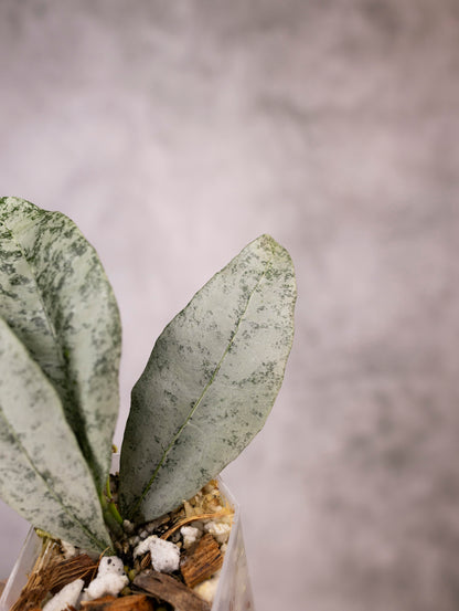Hoya Amicabilis Silver