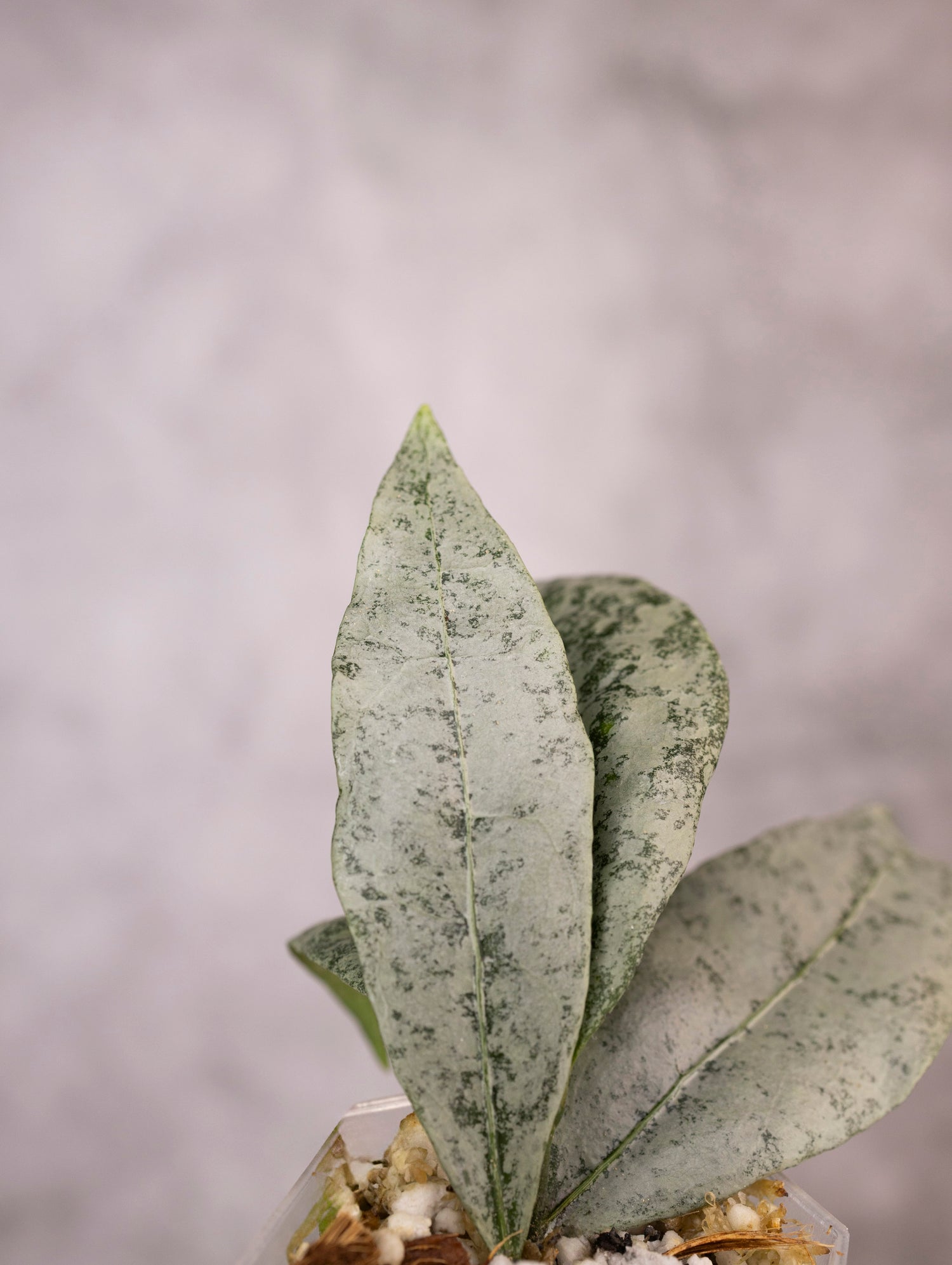 Hoya Amicabilis Silver