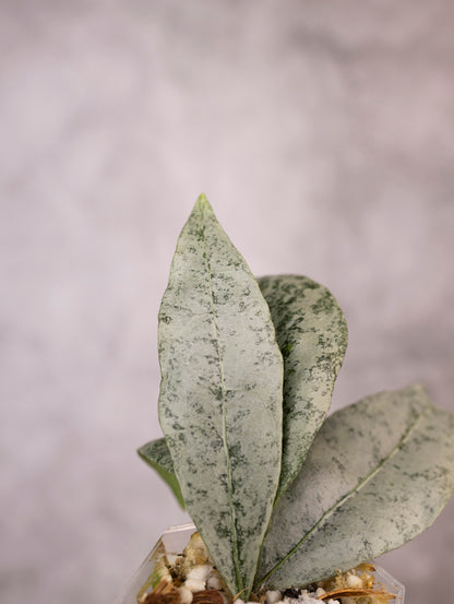 Hoya Amicabilis Silver