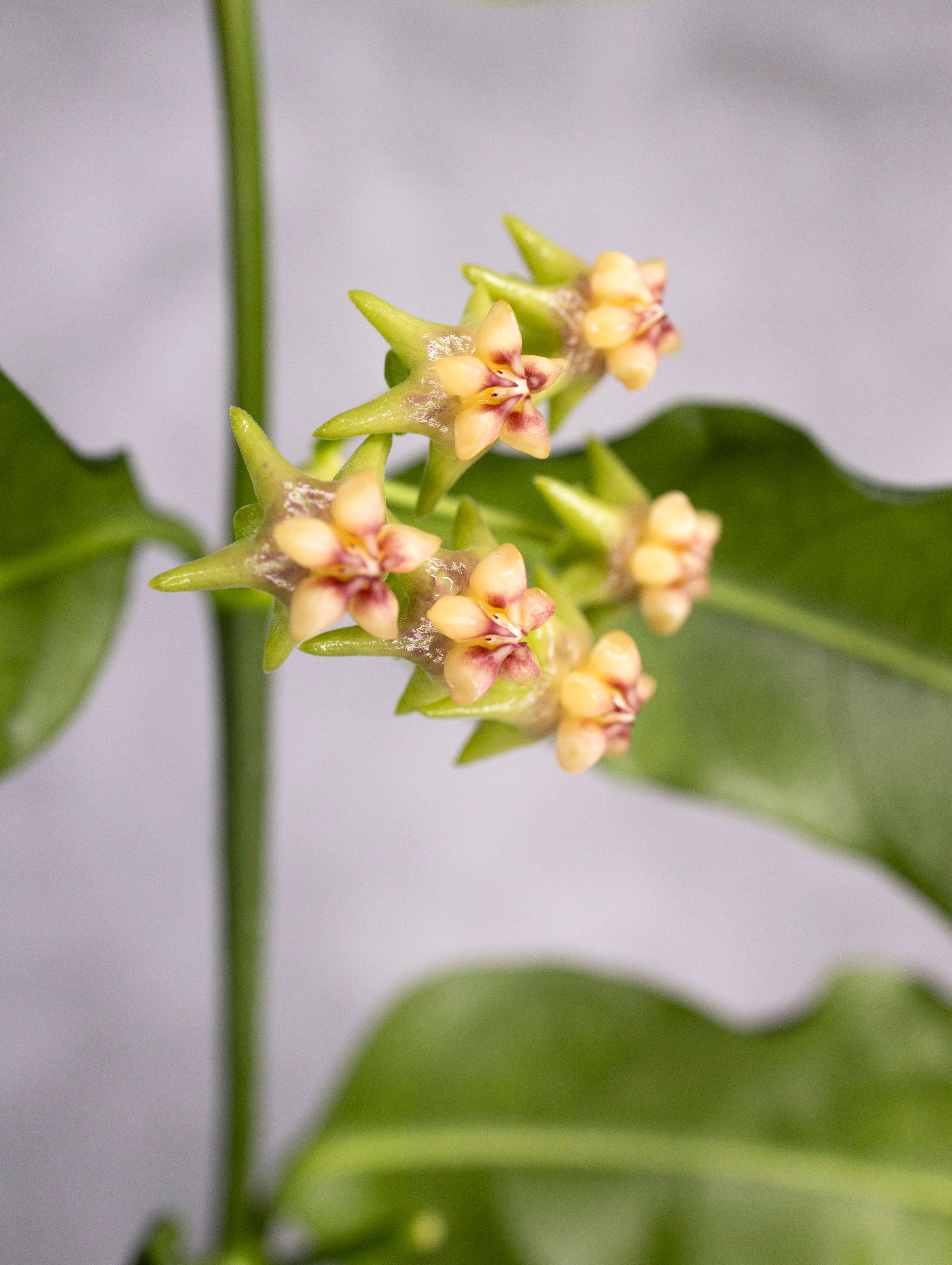 Hoya amrita