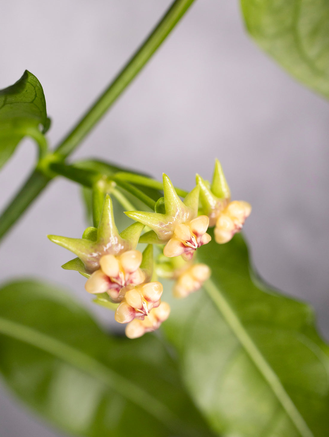Close-up of a plant with small yellow flowers and green leaves on a gray background