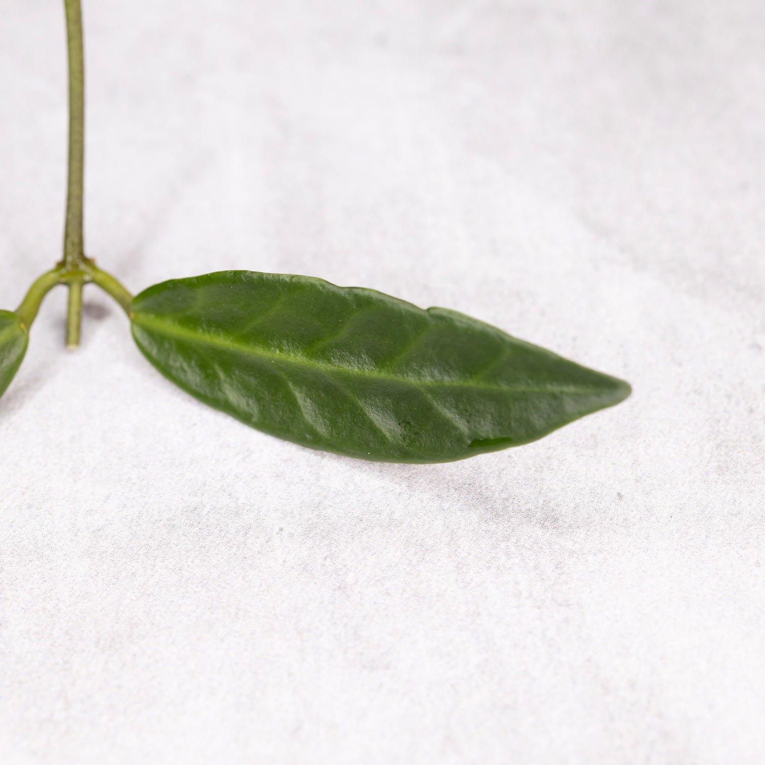 Hoya Apoensis (long leaf)