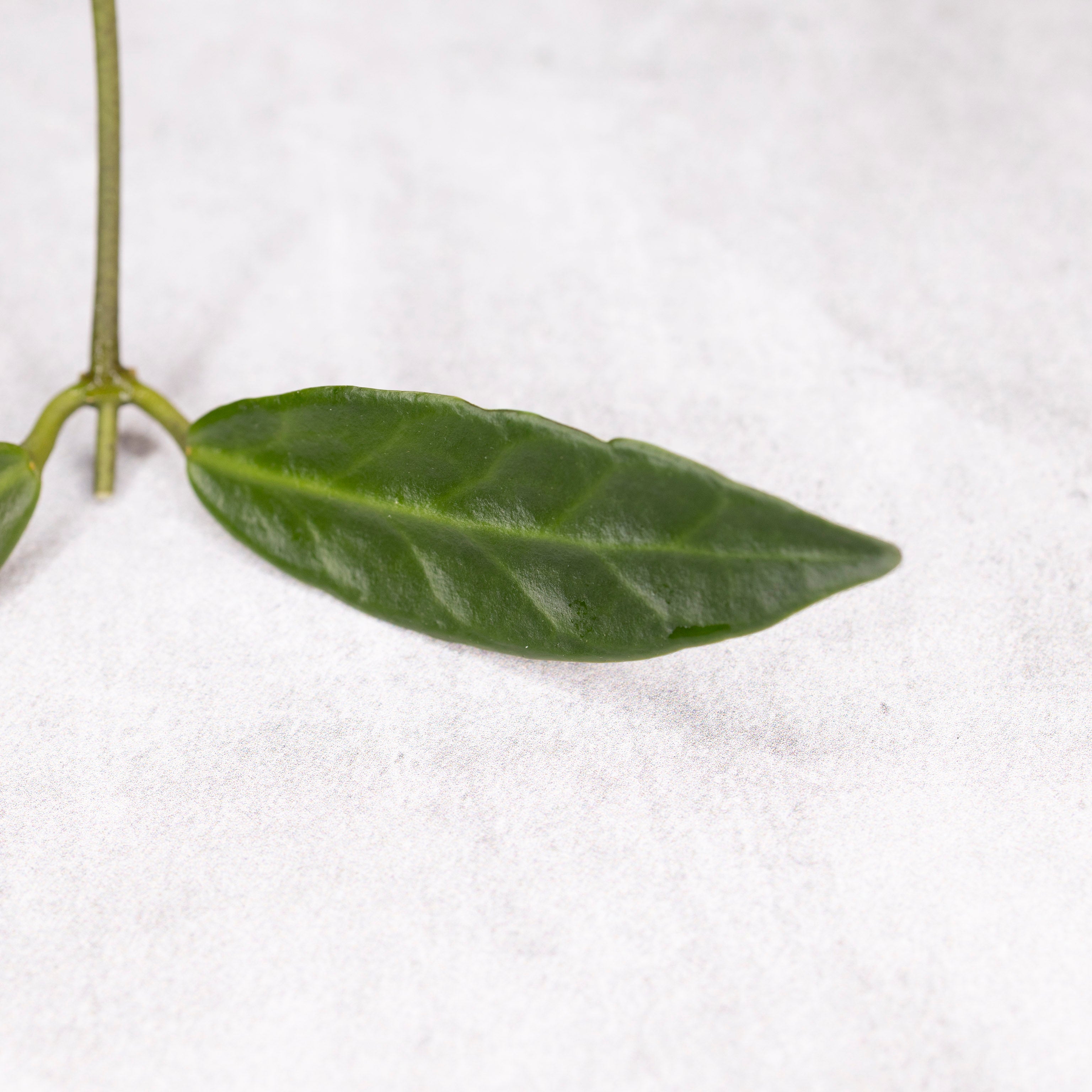 Hoya Apoensis (long leaf)