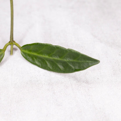 Hoya Apoensis (long leaf)