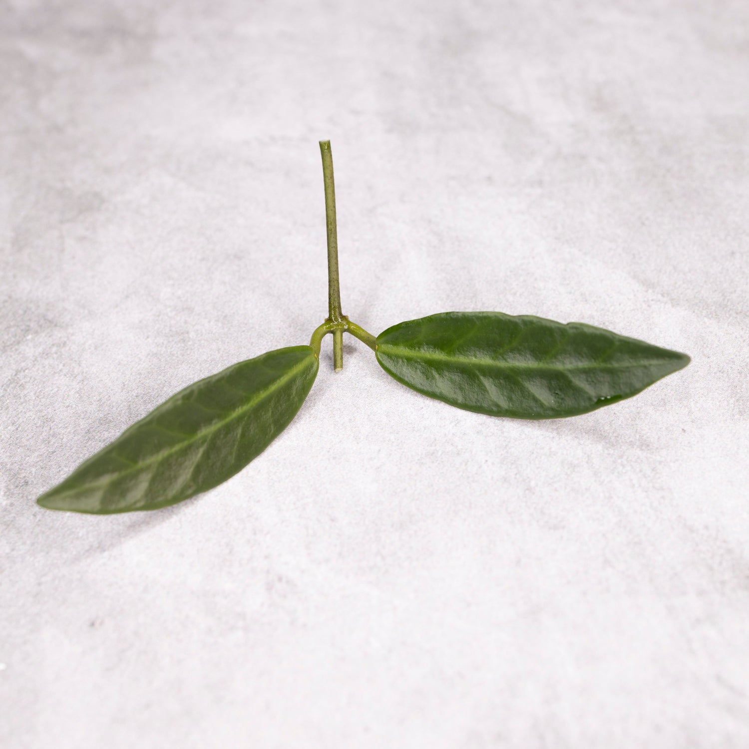 Hoya Apoensis (long leaf)
