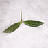 Hoya Apoensis (long leaf)