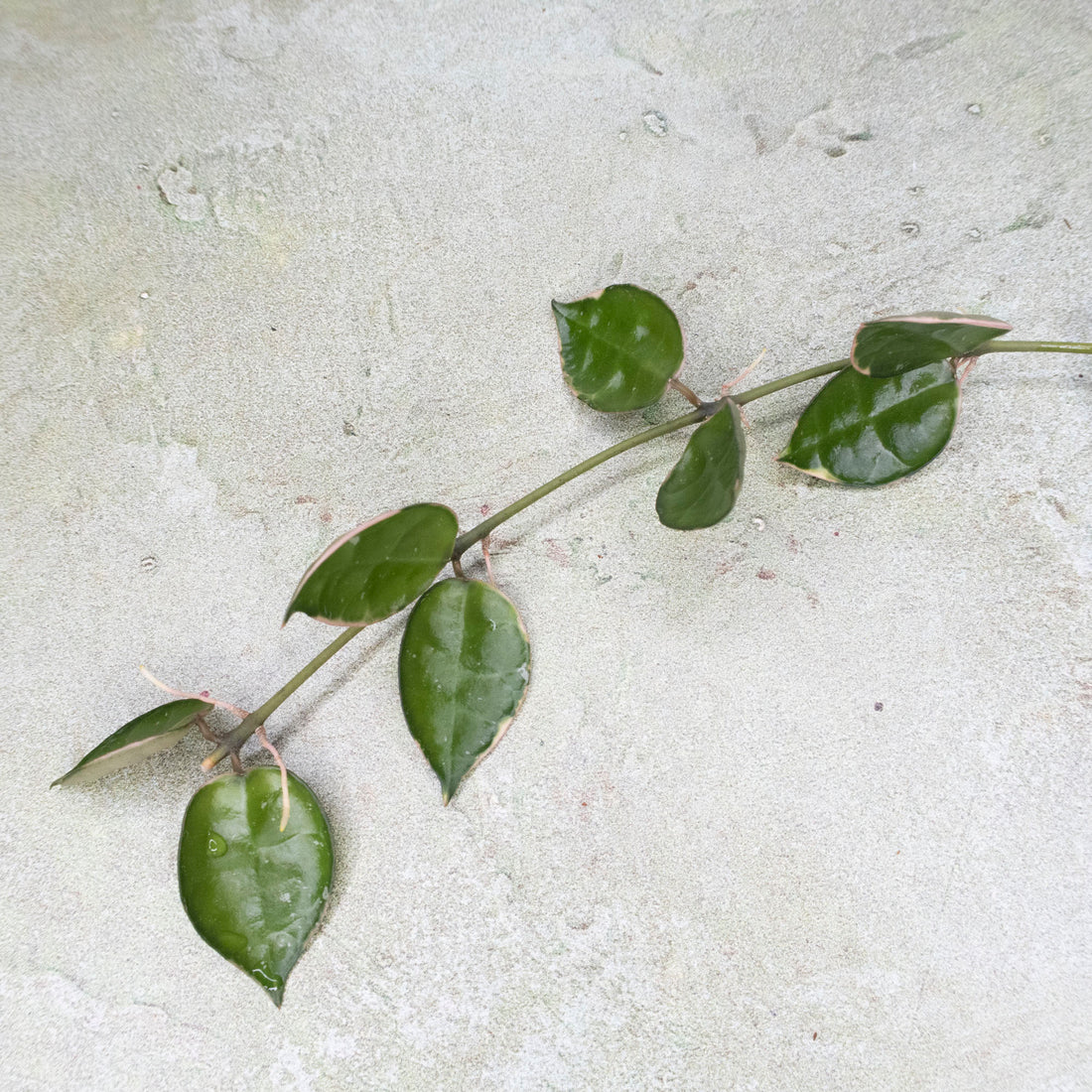  Hoya Lacunosa Asami 