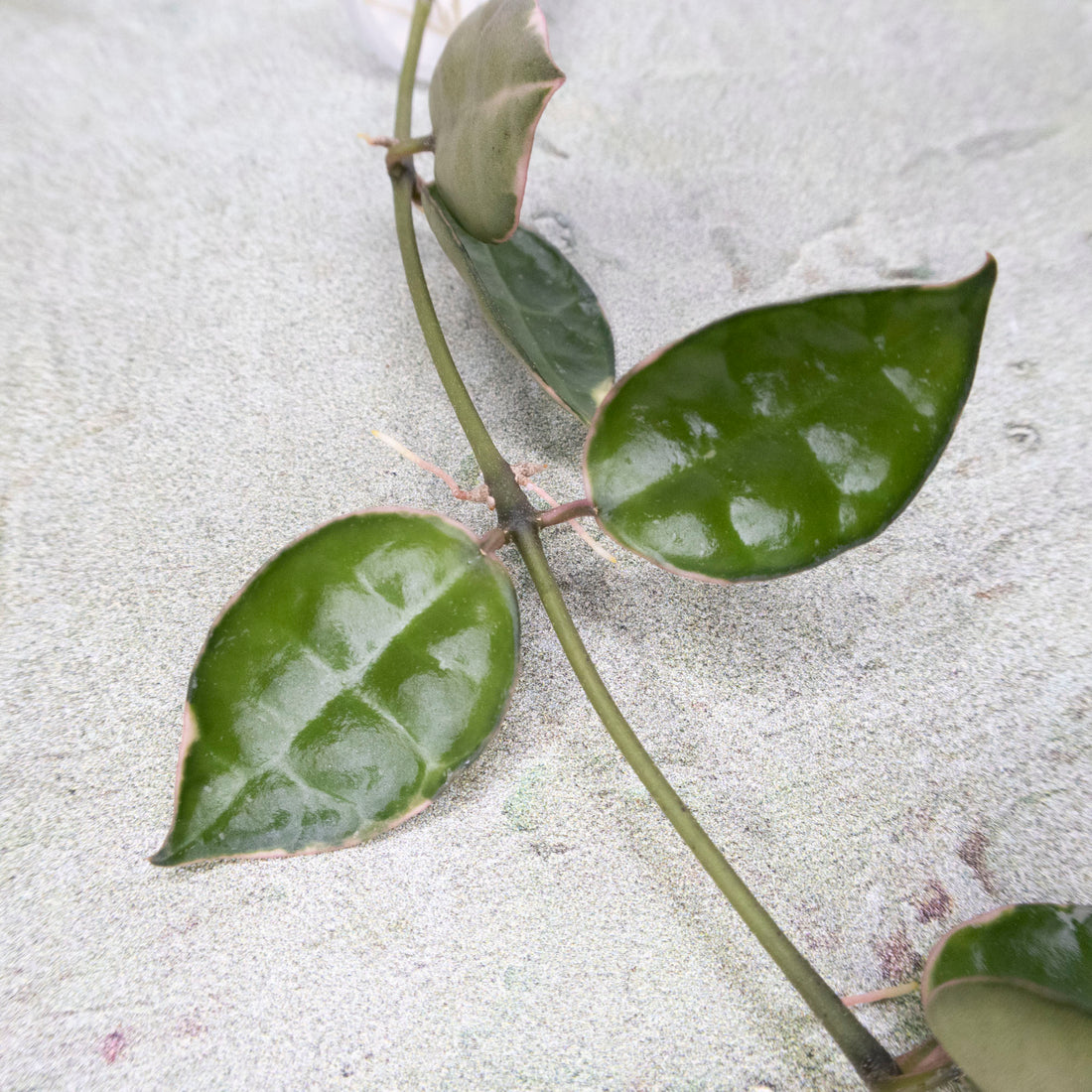  Hoya Lacunosa Asami 
