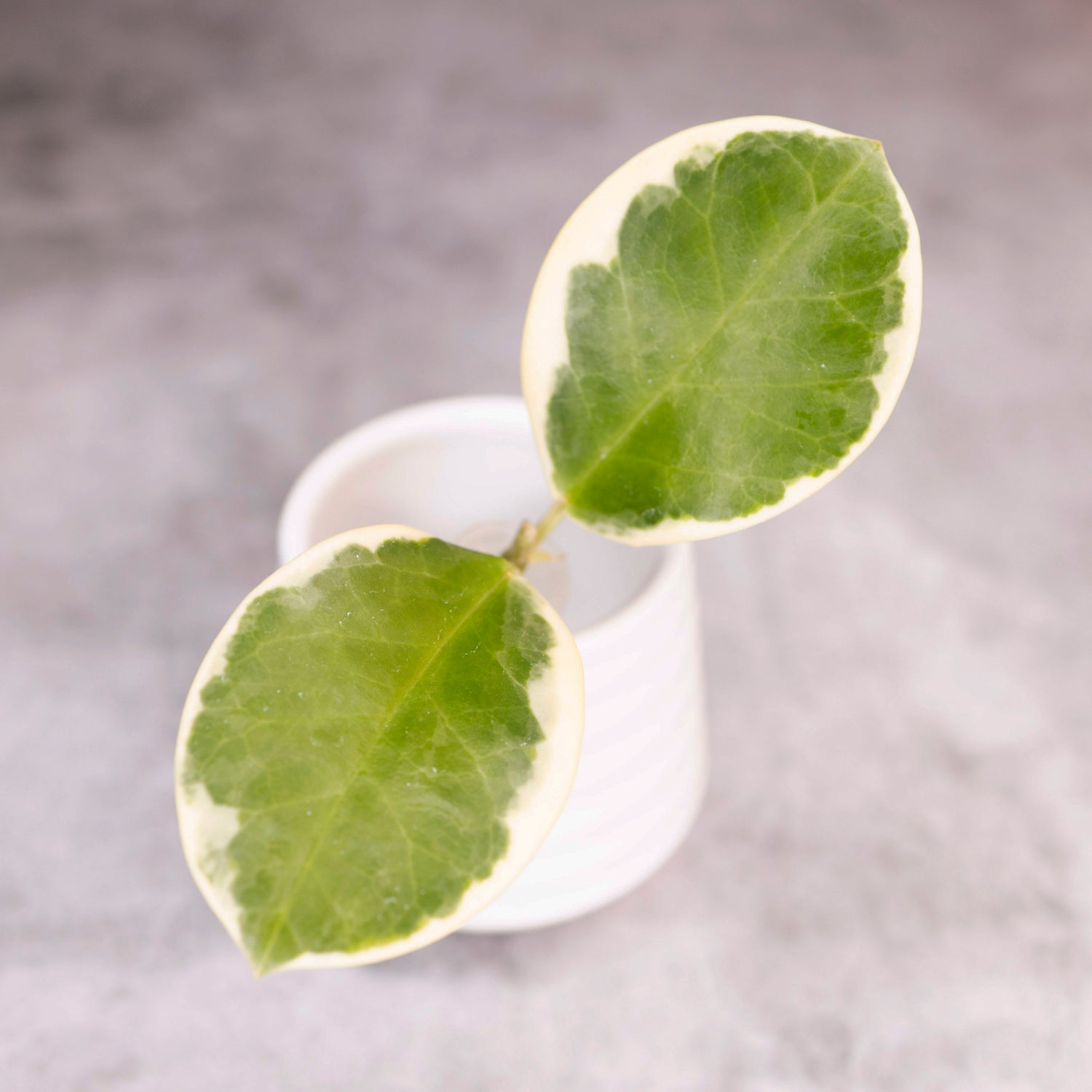 Hoya Australis Blondie
