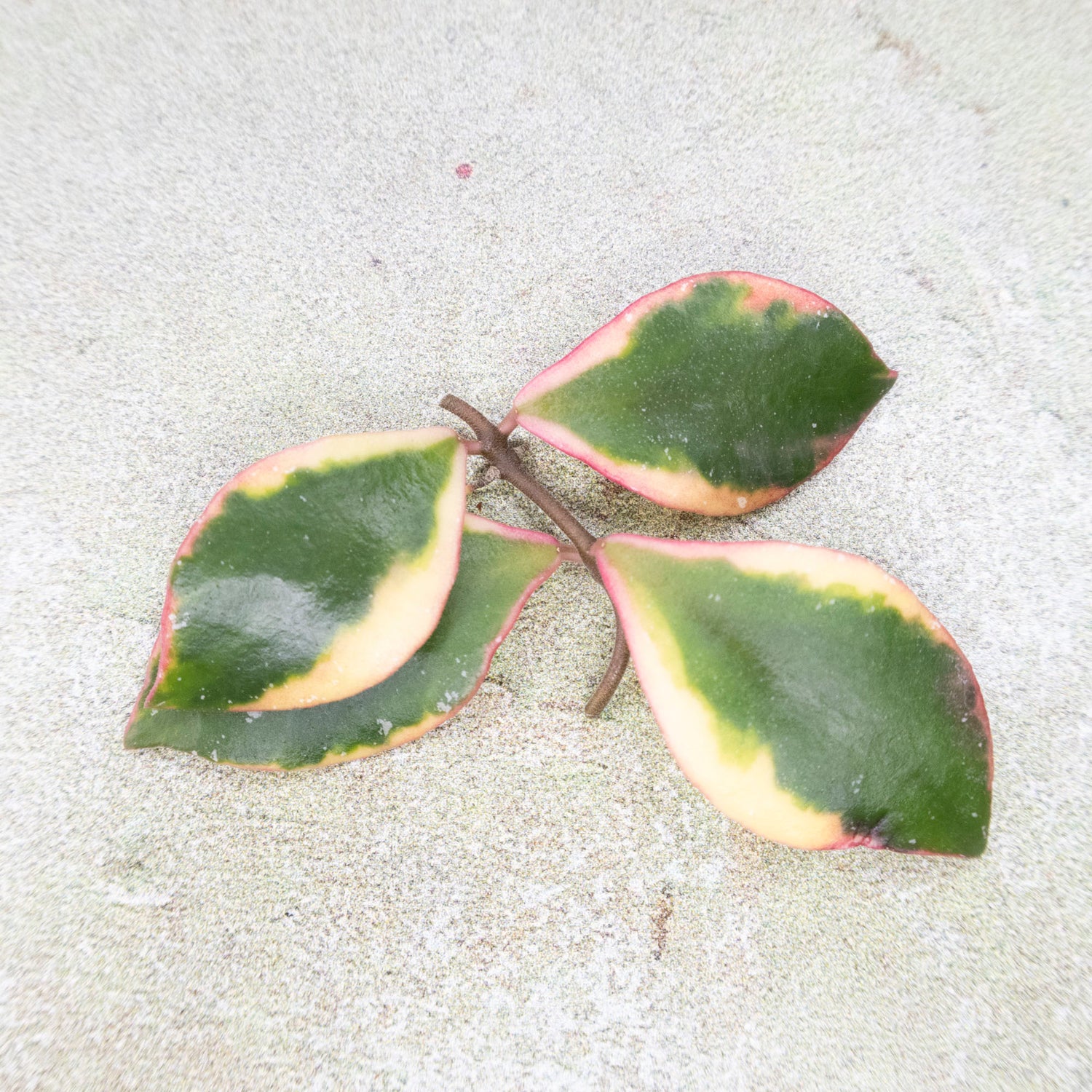 Hoya Bakoensis Variegated