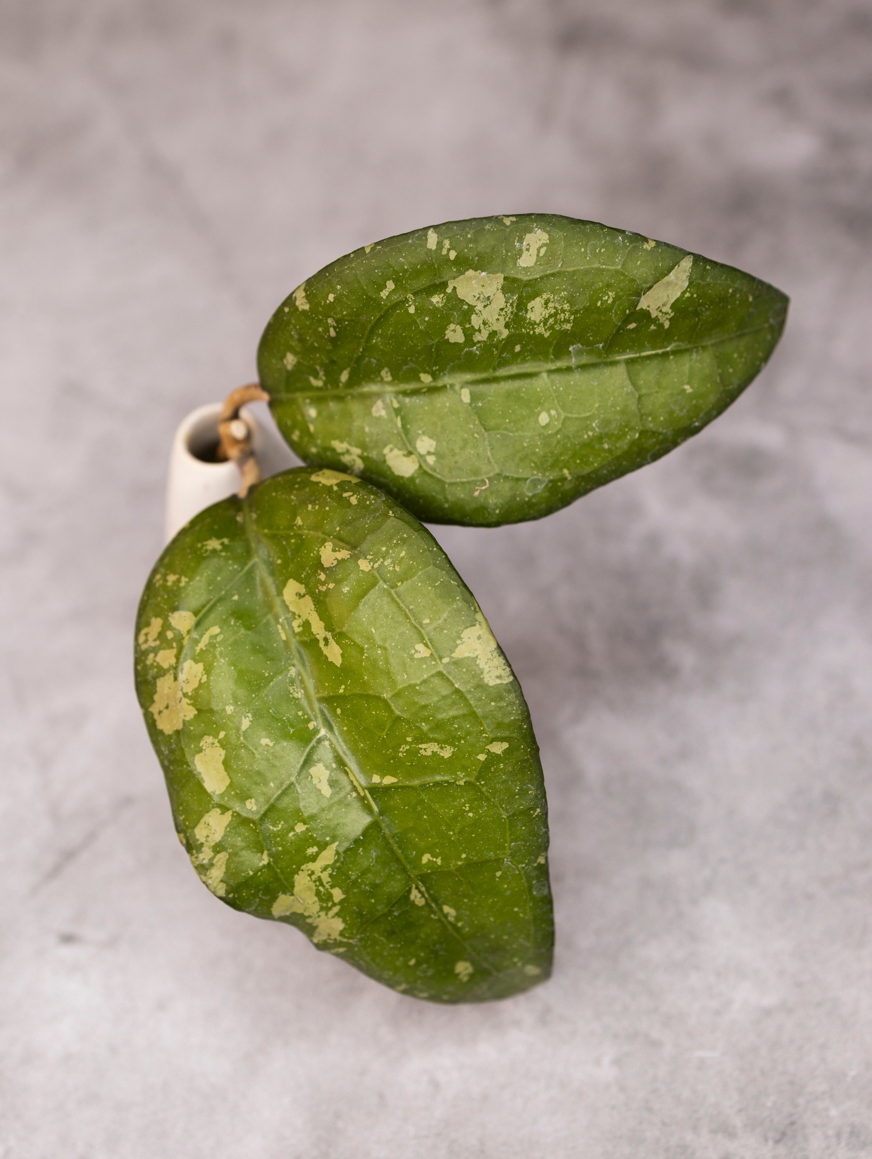 Hoya &