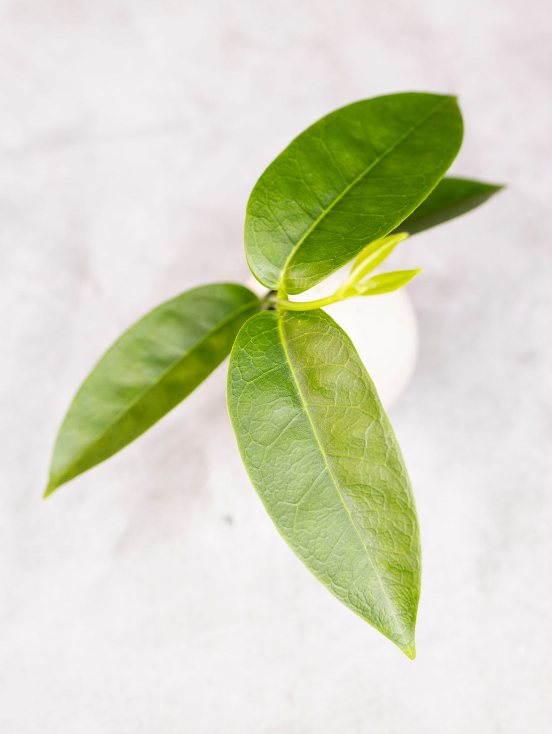 Hoya &