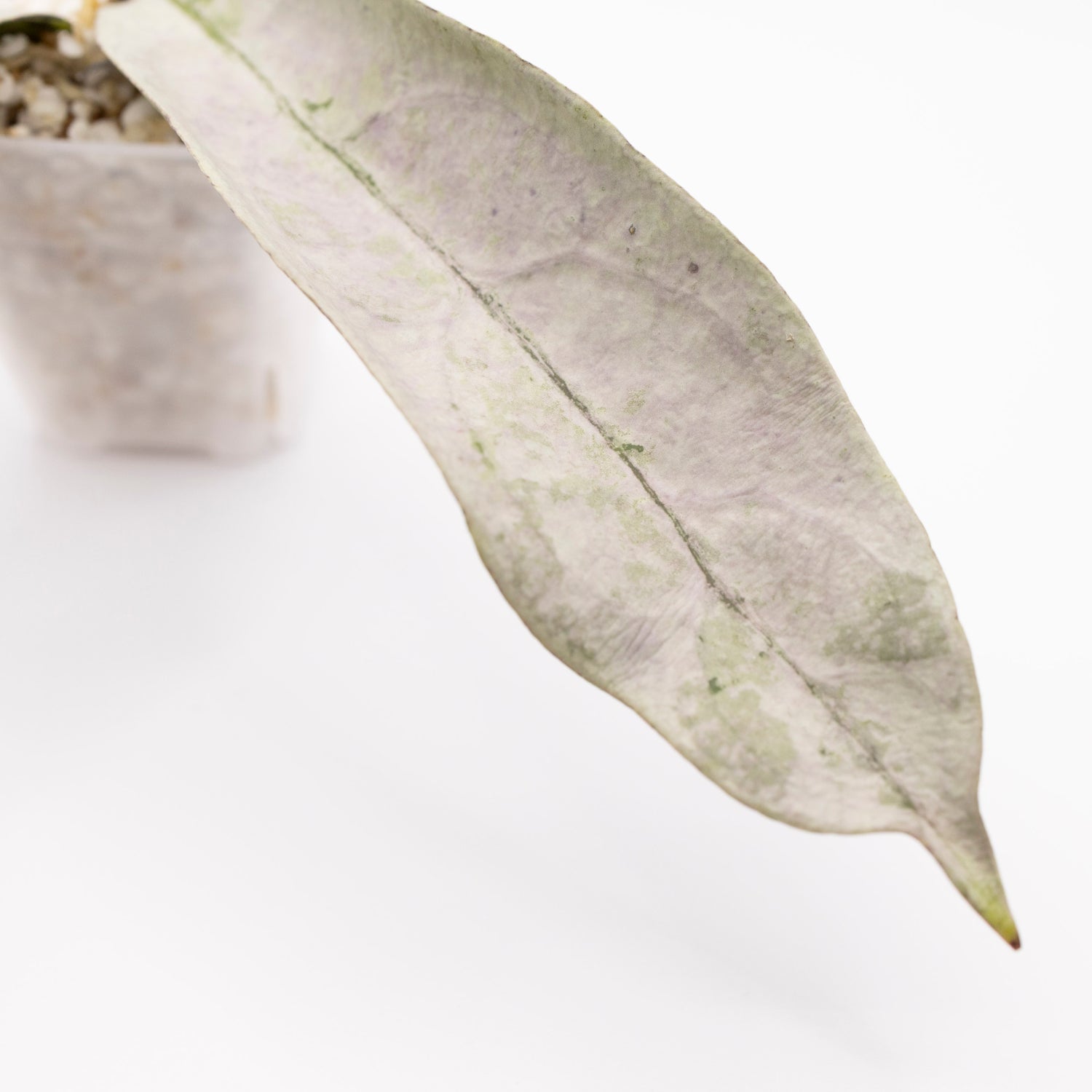 Hoya Buntok Silver