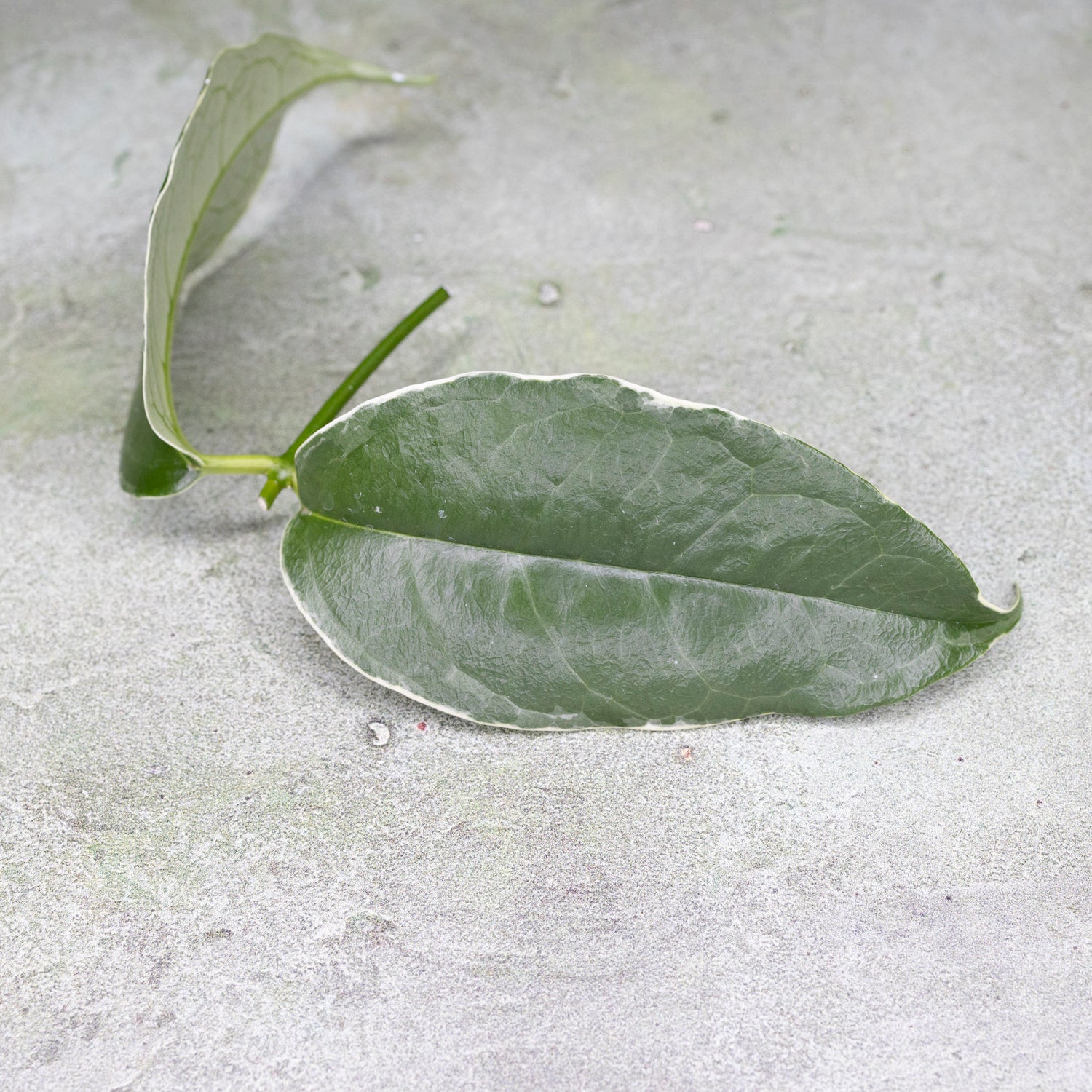 Hoya Buotii Albomarginata