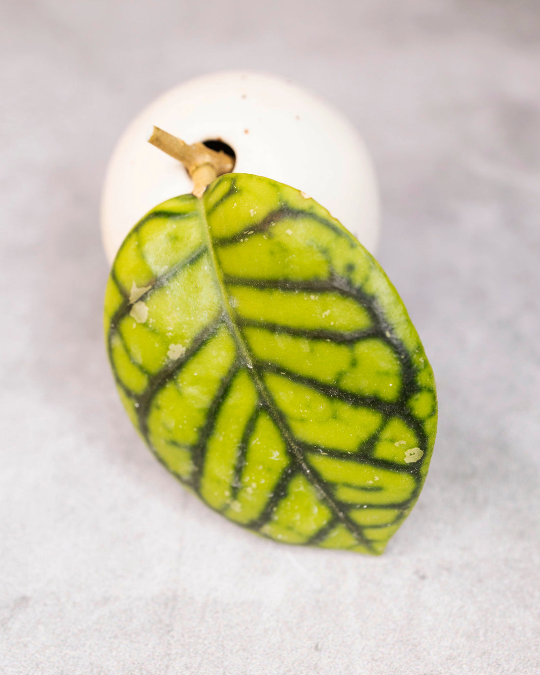 Hoya Callistophylla Chibi unrooted cutting
