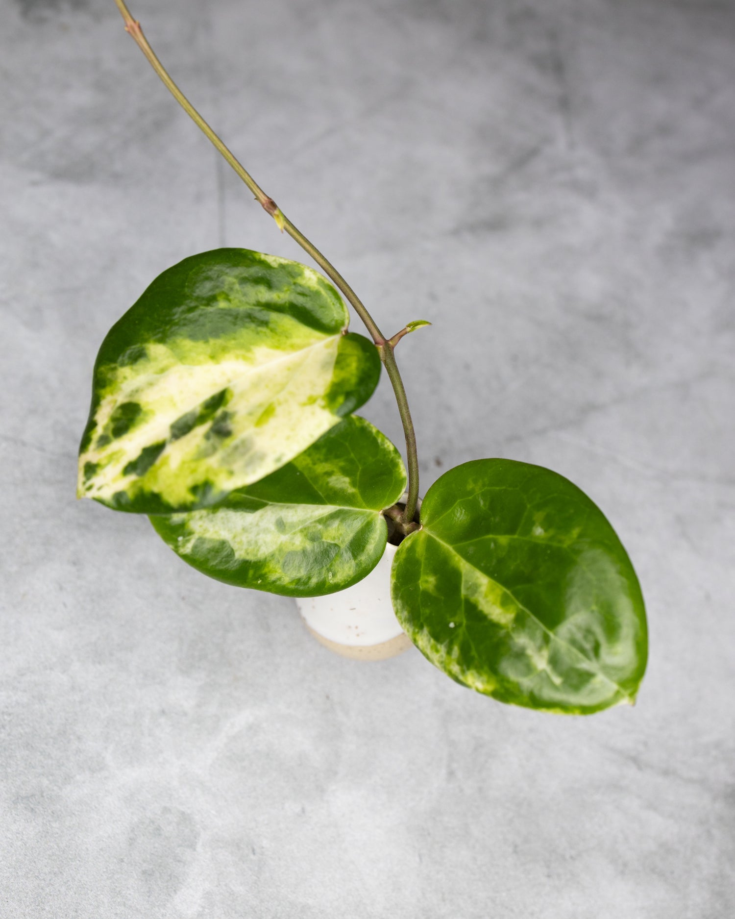 Hoya &